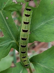 Callopistria floridensis