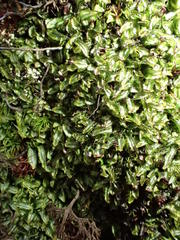 Hymenophyllum armstrongii