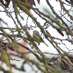 Cyanistes caeruleus