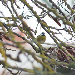 Cyanistes caeruleus