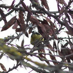 Cyanistes caeruleus