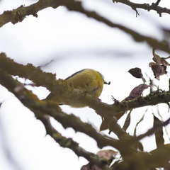 Cyanistes caeruleus