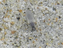 Hypocharassus pruinosus