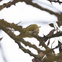 Cyanistes caeruleus
