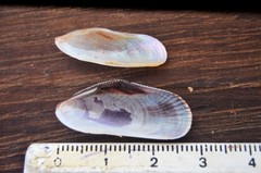 Brachidontes modiolus