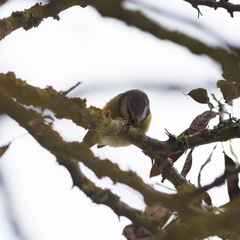 Cyanistes caeruleus