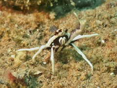 Allogalathea elegans