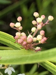 Platysace compressa