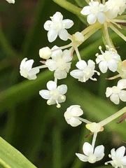Platysace compressa