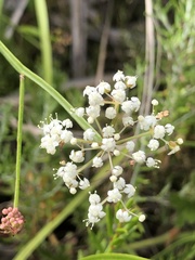 Platysace compressa