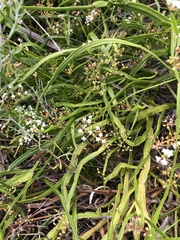 Platysace compressa