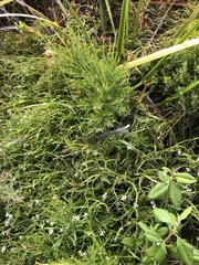 Platysace compressa