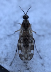 Sylvicola alternatus