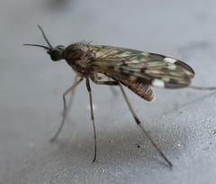 Sylvicola alternatus