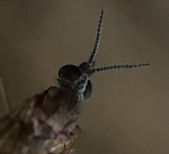 Sylvicola alternatus