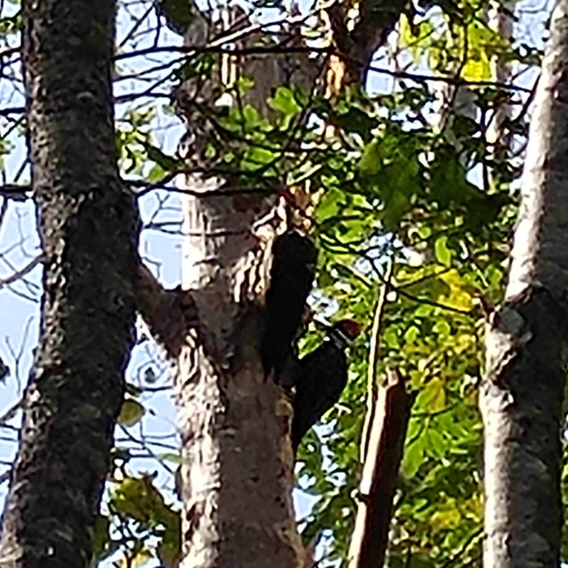 Pileated Woodpecker