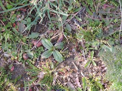 Medicago arabica