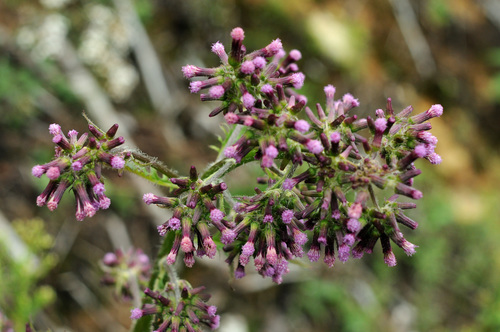 Image of Erechtites Albiflorus (Erechtites albiflorus) by (c) Todd Boland, some rights reserved (CC BY)