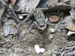 Gonocephalus bornensis