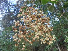 Montanoa quadrangularis