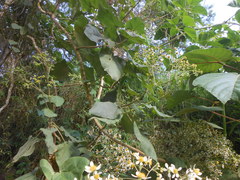 Montanoa quadrangularis