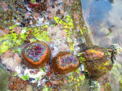 Bunodosoma californica image