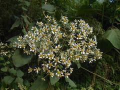 Montanoa quadrangularis