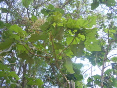 Montanoa quadrangularis