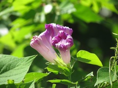 Ipomoea mitchelliae