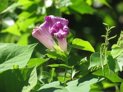 Ipomoea mitchelliae