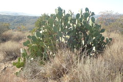 Opuntia × occidentalis