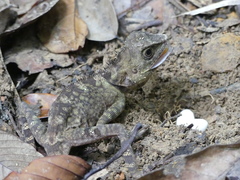 Gonocephalus bornensis