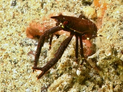 Allogalathea elegans