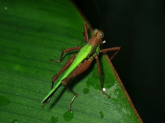 Scaria