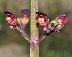 Scrophularia lyrata