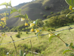 Capsicum rhomboideum