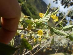 Capsicum rhomboideum
