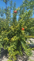 Punica