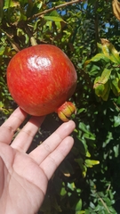 Punica