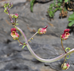 Scrophularia tanacetifolia