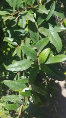 Punica