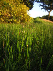 Eleocharis macrostachya