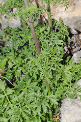 Scrophularia tanacetifolia
