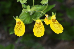 Calceolaria crenatiflora