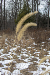 Setaria viridis major