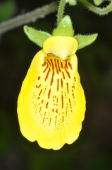 Calceolaria crenatiflora