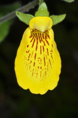 Calceolaria crenatiflora
