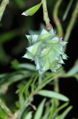 Saxegothaea conspicua