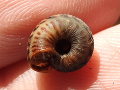 Anguispira strongylodes