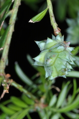 Saxegothaea conspicua